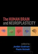 human-brain-and-neuroplasticity