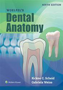 woelfels-dental-anatomy