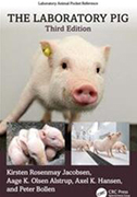 laboratory-pig
