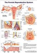 female-reproductive-system